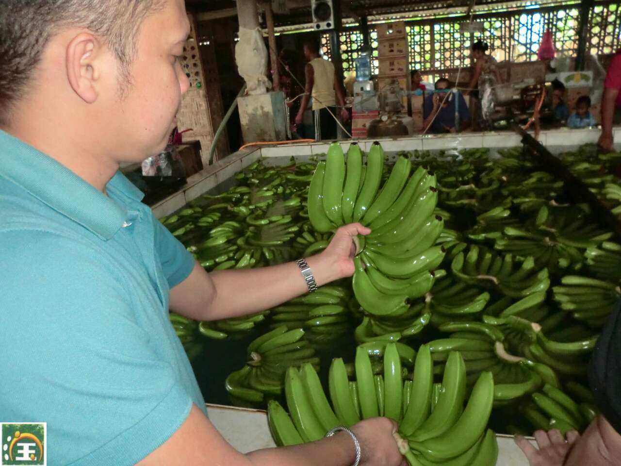菲律宾香蕉检验